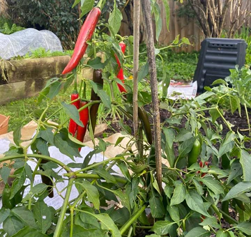 Chillis_in_garden_July_22_480x480