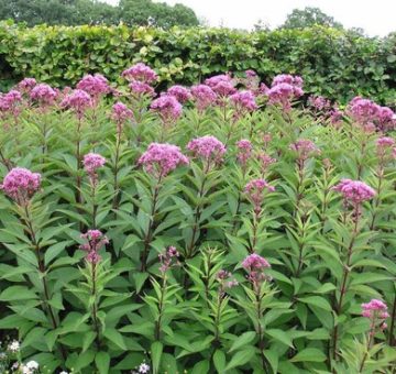 joe_pye_weed_480x480